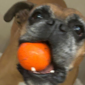 Meet your Posher, Austin